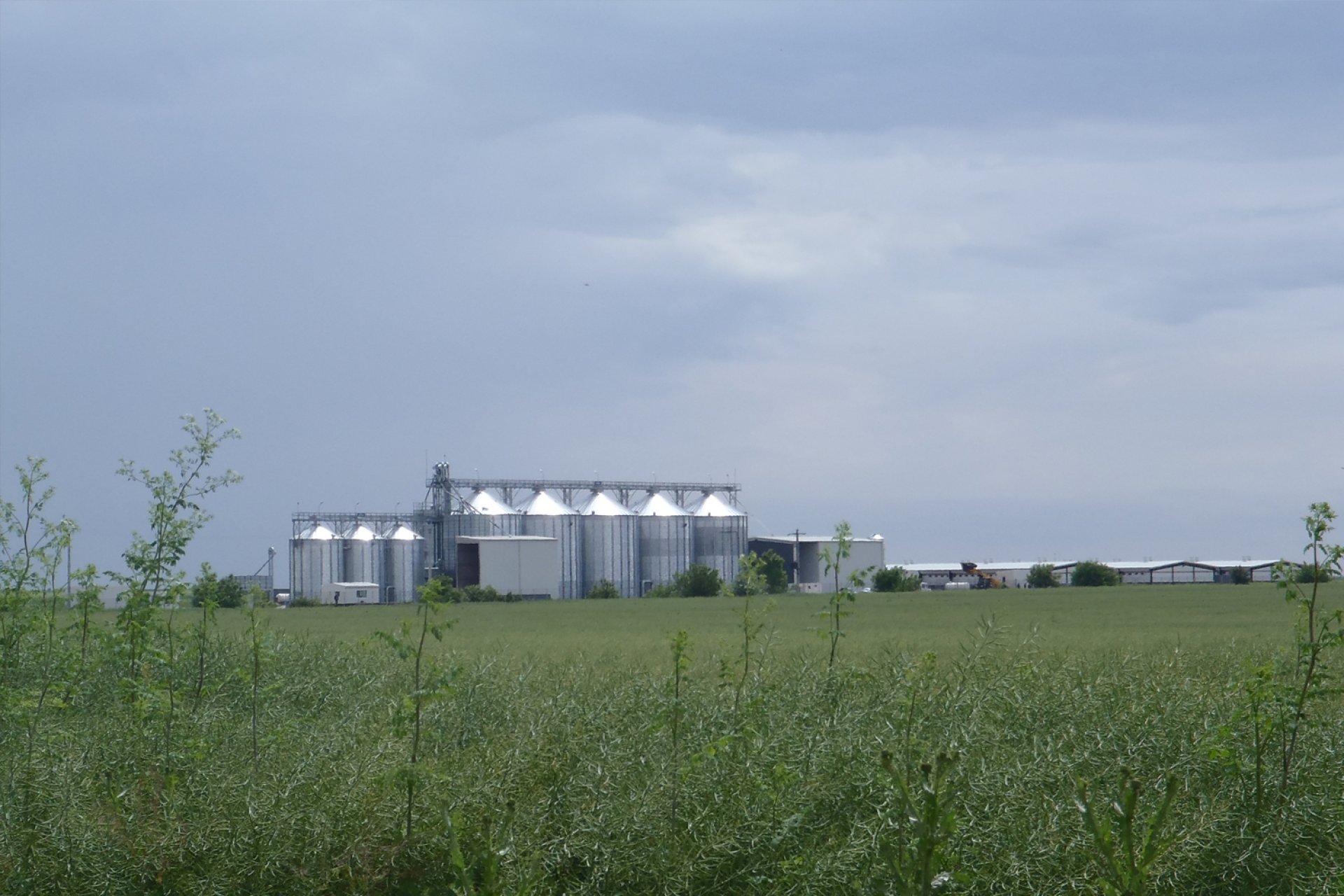 Agronicolescu - Complex de creșterea porcilor / Fermă reproducere suine