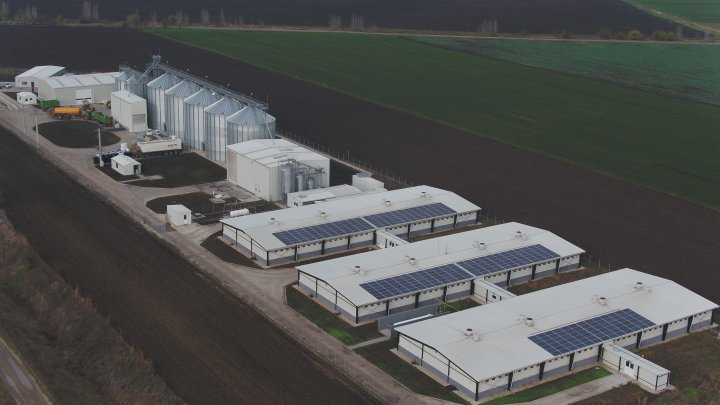 Agronicolescu - Complex de creșterea porcilor / Fermă reproducere suine