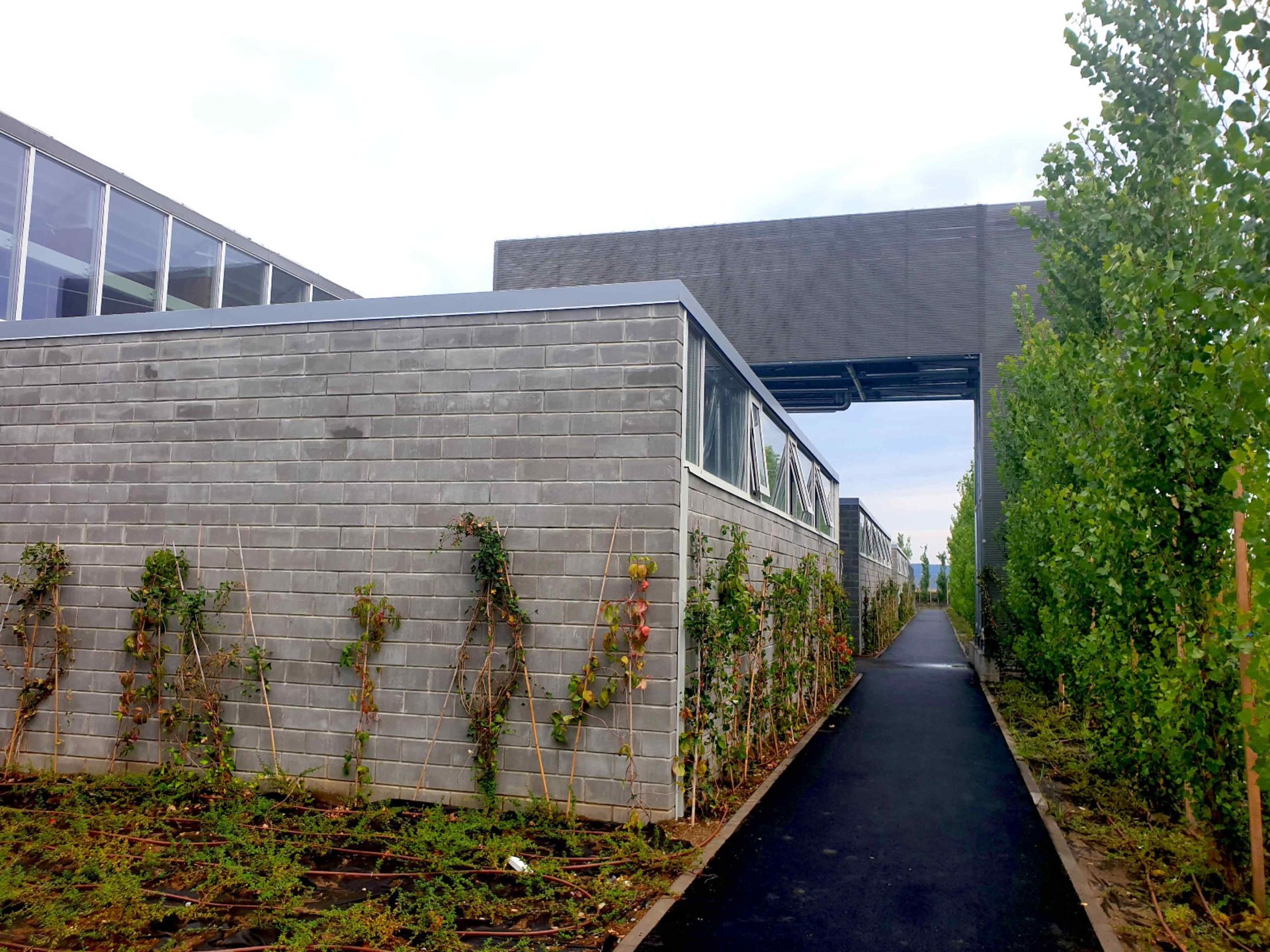 Facade detail of the Prada Sibiu factory with exposed brickwork and climbing plants, PPAE technical design